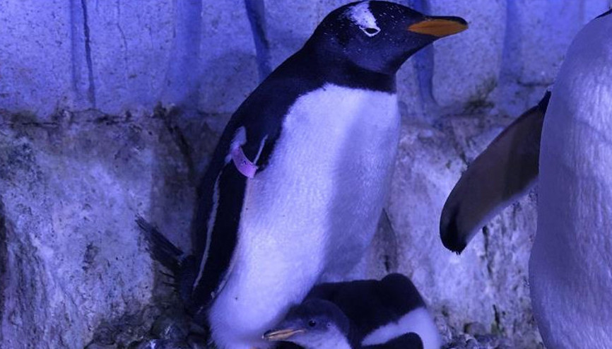 Antarktikadaki bir penguen yanlışlıkla 3 bin kilometre seyahat ederek Yeni Zelandaya gitti