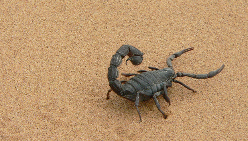 Mısırda kum fırtınası felaket getirdi: Halk akrep saldırısına uğradı
