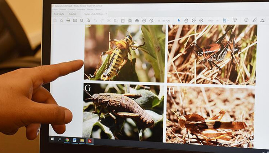 Hakkaride 24 yeni çekirge türü kayıt altına alındı