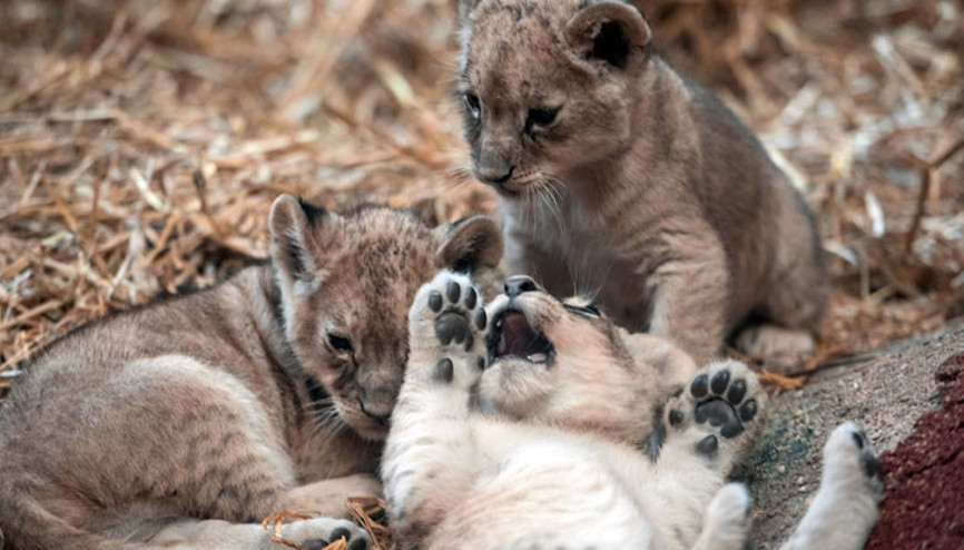 Yavru aslanlar ziyaretçilere tanıtıldı