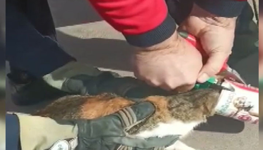 Başı konserve kutusuna sıkışan kedi kurtarıldı