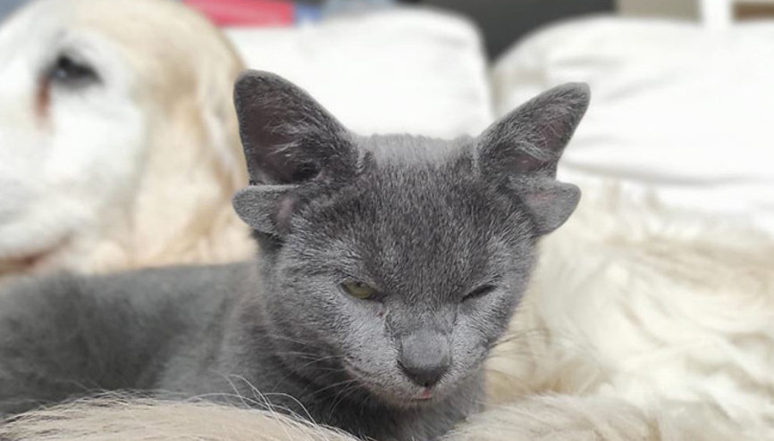 4 kulaklı Midas, sokak hayvanlarına umut olacak