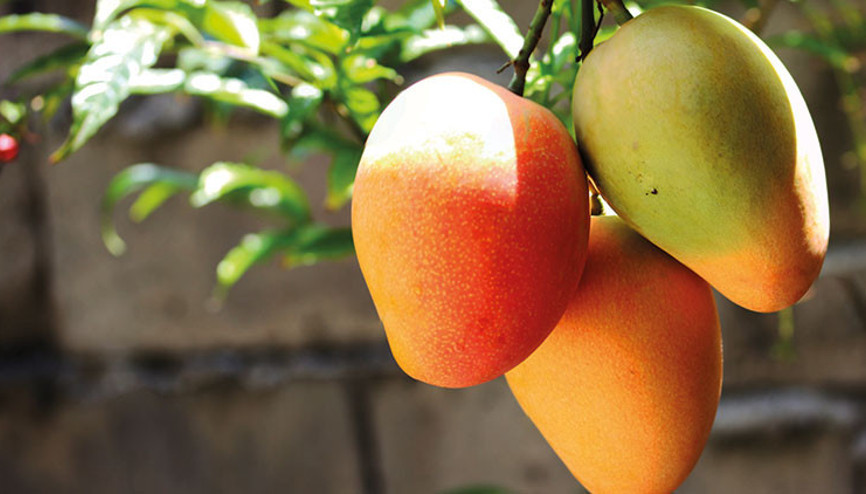 ‘Kral meyvesi’ Türkiye’ye 1 milyar dolar getirebilir