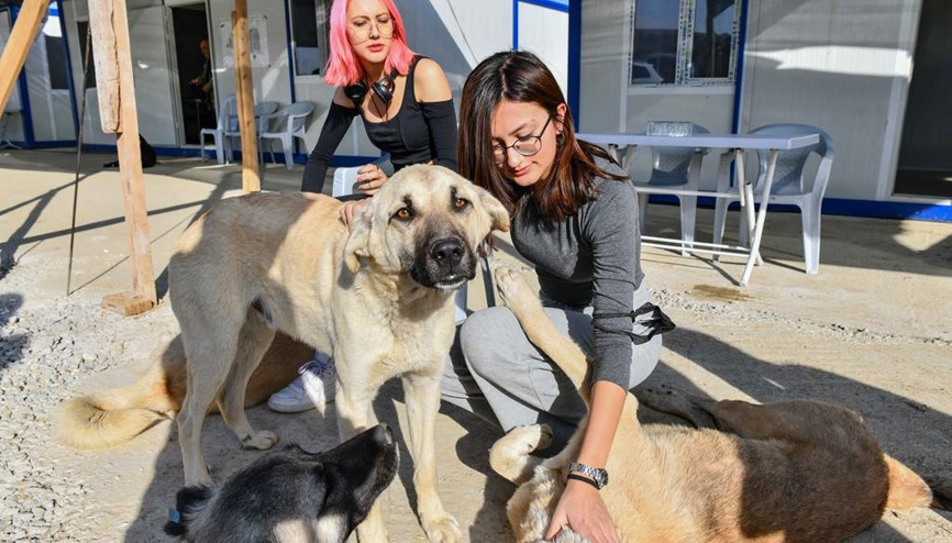 6 bin sokak hayvanına ev sahipliği yapacak