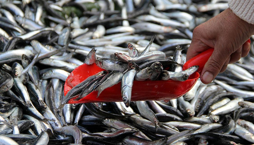Hamsi sürüleri kuzeye yöneldi, avı azaldı Hamsi sürüleri kuzeye yöneldi, avı azaldı