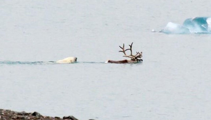 Fok bulamayınca geyik avlıyorlar