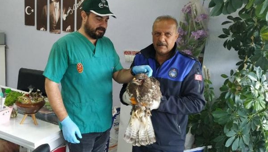 Yaralı şahini zabıta ekiplerinin dikkati kurtardı