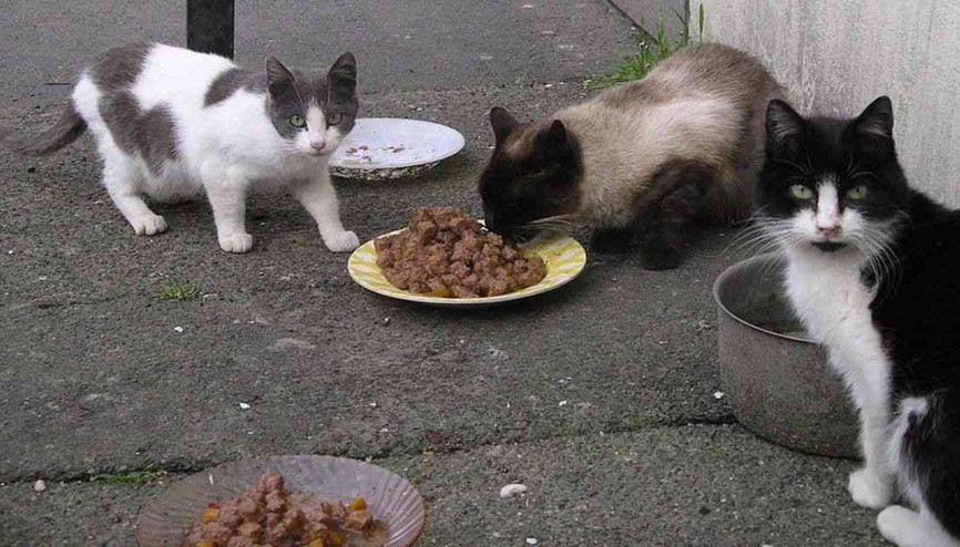 Sokaktaki hayvanları unutmayalım