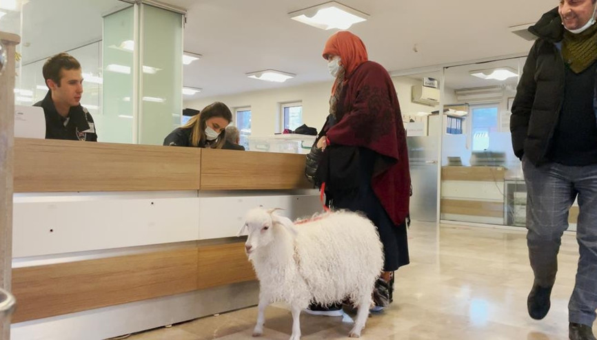 Sincan’ın sevimli maskotu Pamuk