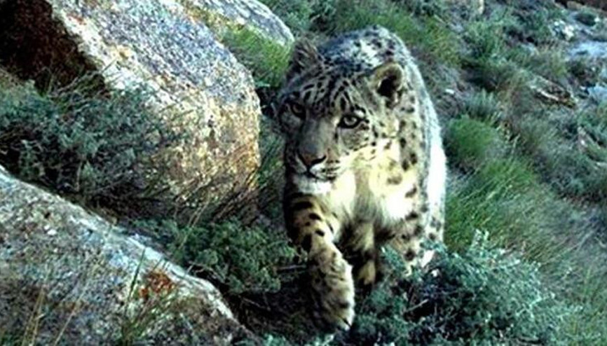 Hindistanda sınıfa giren leopar 1 öğrenciyi yaraladı