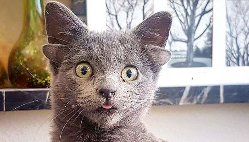 Midas’ın 4 kulağının ünü, Türkiye sınırını aştı O bir fenomen