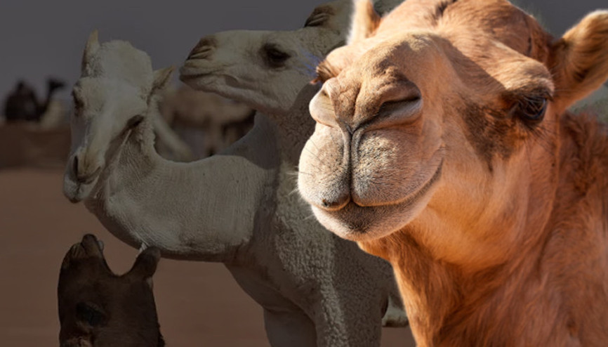 Botoks yapılan develer güzellik yarışmasından diskalifiye edildi