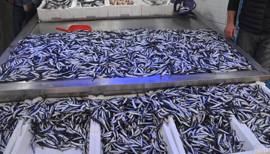 Balıkçılar hamsi için Gürcistan ve Abhazya’ya yolcusu Balıkçılar hamsi için Gürcistan ve Abhazya’ya yolcusu