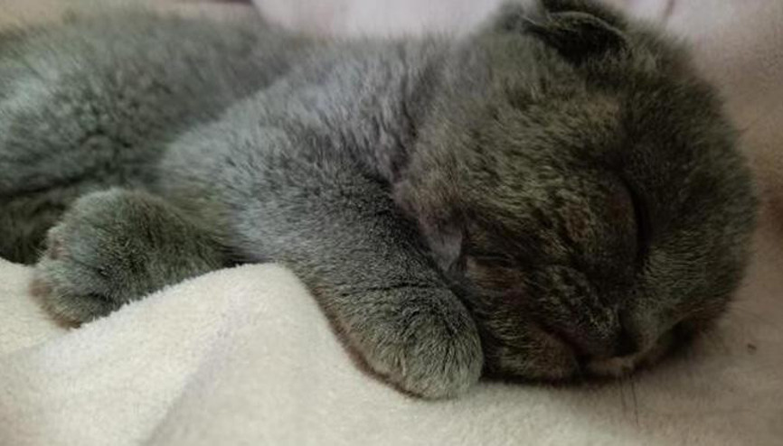 Eşine kızıp kediyi duvara fırlatan kocaya 1500 TL ceza