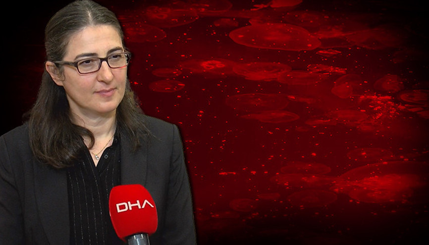 Marmarada müsilajdan sonra yeni tehdit İstila ettiler