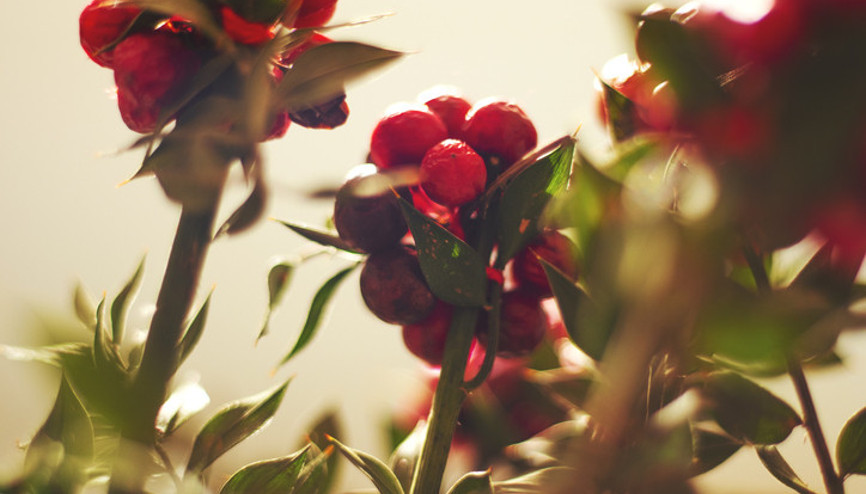 Yılbaşı çiçeği kokinanın anlamı nedir İşte kokinanın bakımı ve hikayesi
