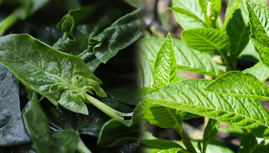 Sık sık karıştırılıyor, ölümlere sebep olabilir... Kökü olmayan ıspanağı almayın