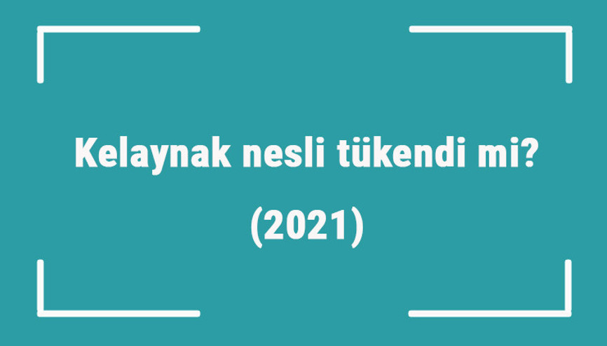 Kelaynak nesli tükendi mi (2021)