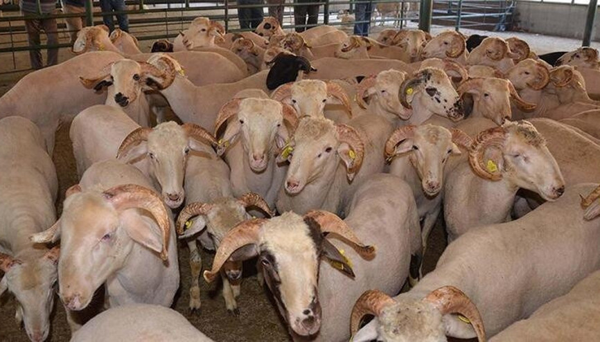 Kurban Bayramı ne zaman İşte 2022 Kurban Bayramı tarihi