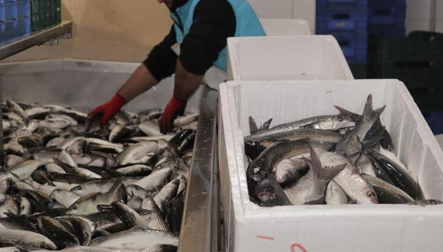 Dalyan kefalinin kilosu 20 liradan satılıyor