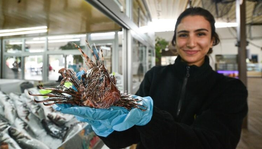 Kilosu 150 lirayı bulan zehirli aslan balığı yok satıyor
