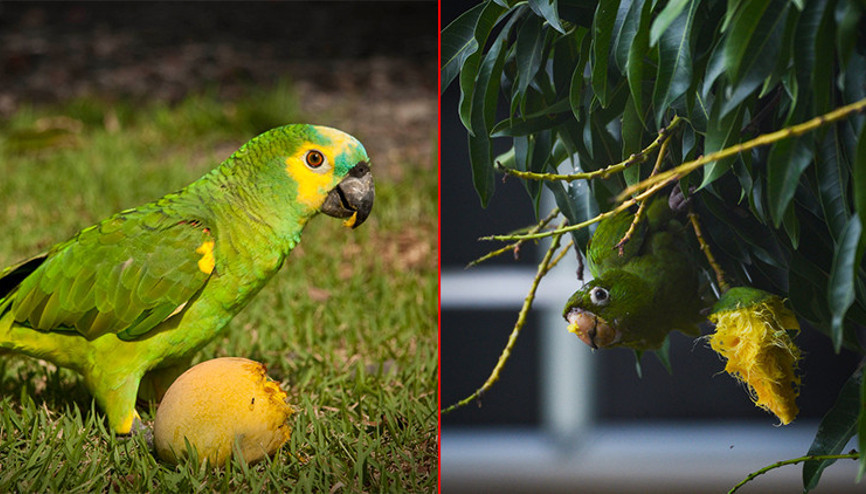 Pencerelere çarpan ve kedilere yem olan papağanların sarhoş olduğu ortaya çıktı