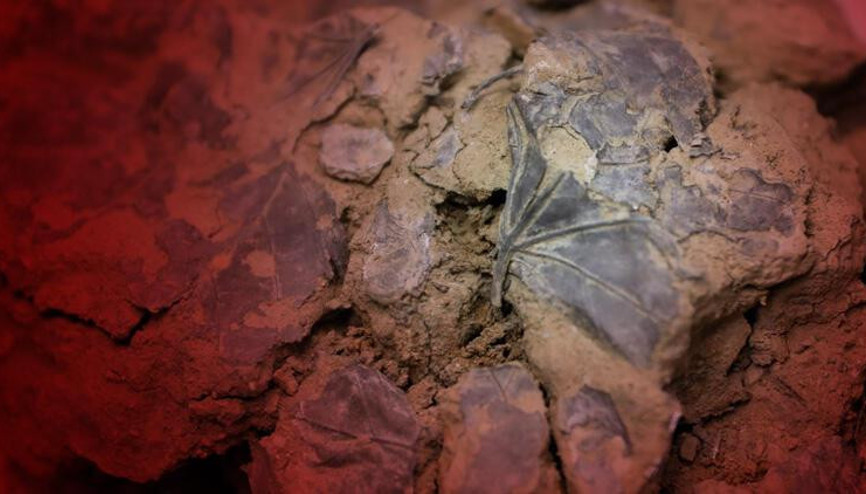 Beşiktaş kazılarında yeni keşif: 5 bin 500 yıllık yaprak bulundu