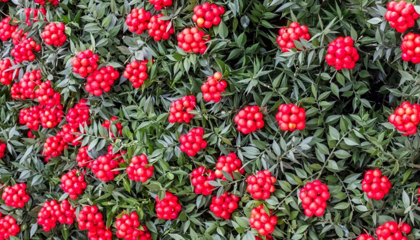 Yılbaşı Çiçeğinin Özelliği Nedir, Şans Getirir Mi Yılbaşı Çiçeği Kokinanın Hikayesi