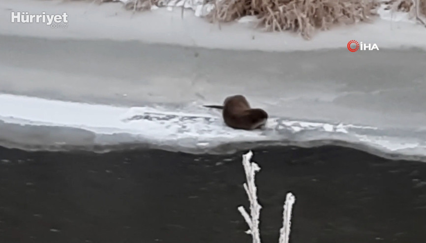 Nesli tükenmekte olan su samuru kamerada