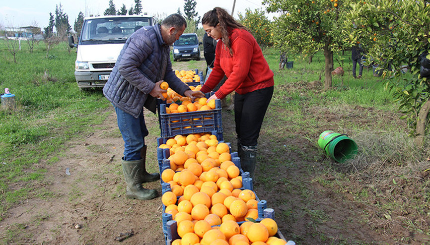 Portakal üreticisi aracıdan dertli Portakal üreticisi aracıdan dertli