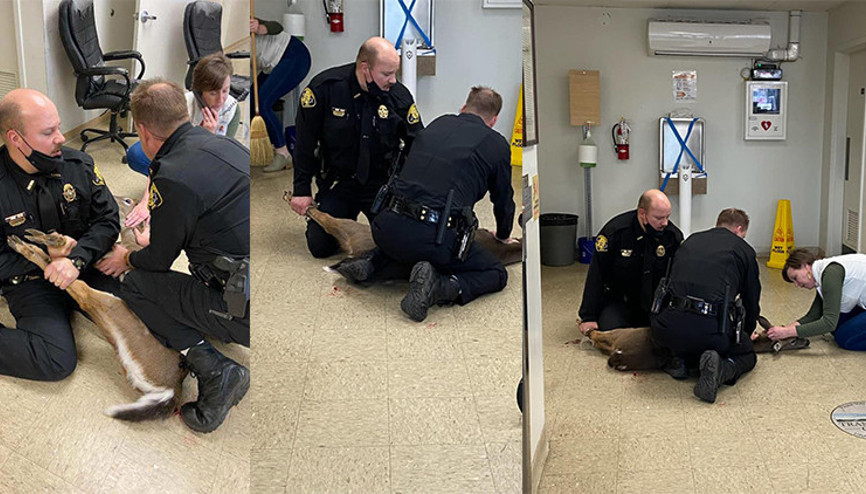 ABD’de akılalmaz anlar Bir geyik, camı kırarak adliye binasına daldı