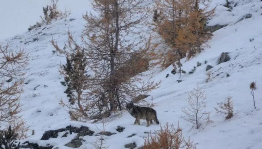 Kurtlar İsviçrenin Alperlerine geri döndü