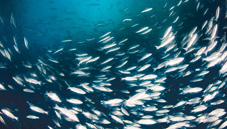 Levrek tehdit altında