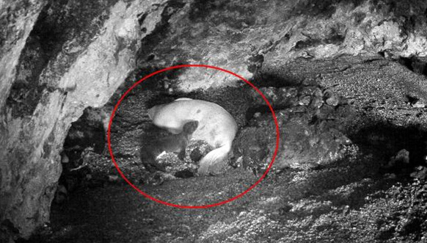 Yeni doğan Akdeniz foku görüntülendi