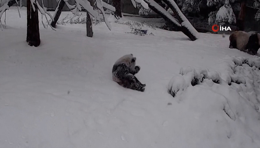 ABDde karla tanışan panda doyasıya eğlendi