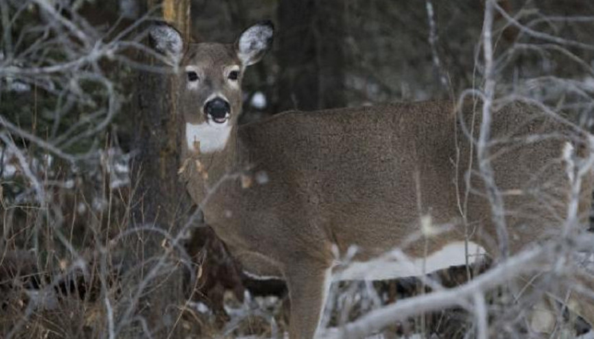 Cumhurbaşkanlığı Sarayındaki geyik bir askeri öldürdü