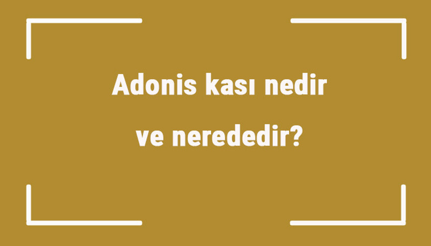 Adonis kası nedir ve nerededir Adonis kası nasıl yapılır ve geliştirme hareketleri (egzersizleri) nelerdir