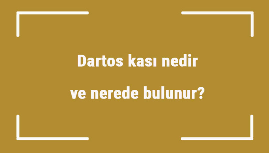 Dartos kası nedir ve nerede bulunur Dartos kası egzersizleri nasıl yapılır