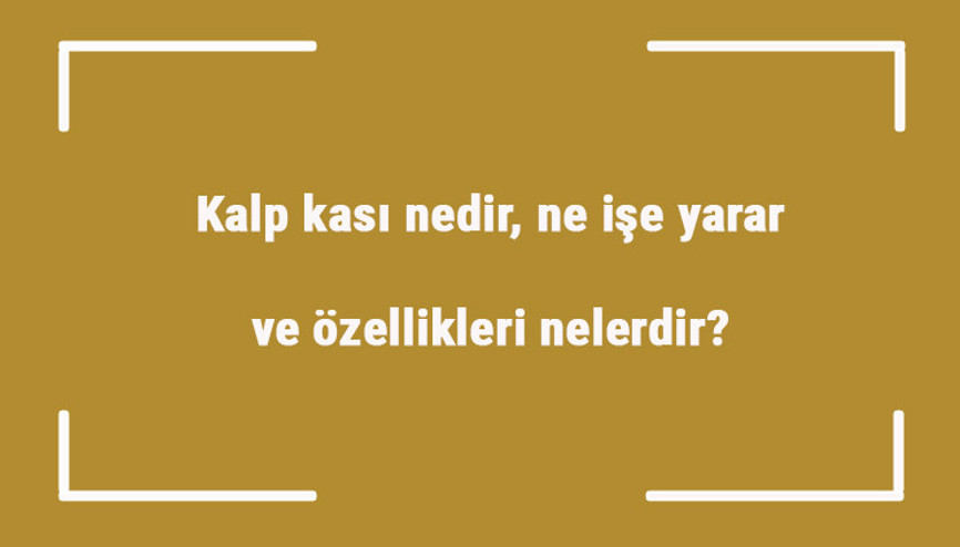 Kalp kası nedir, ne işe yarar ve özellikleri nelerdir Kalp kası rahatsızlıkları hakkında bilgi Kalp kası nedir, ne işe yarar ve özellikleri nelerdir Kalp kası rahatsızlıkları hakkında bilgi