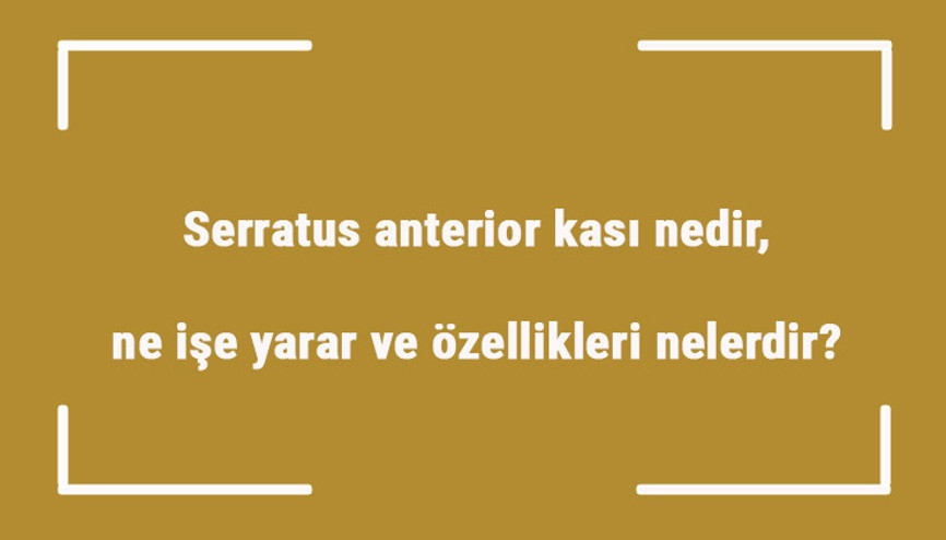 Serratus anterior kası nedir, ne işe yarar ve özellikleri nelerdir