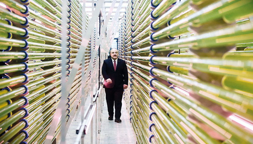 Jetleri uçuracak yosun