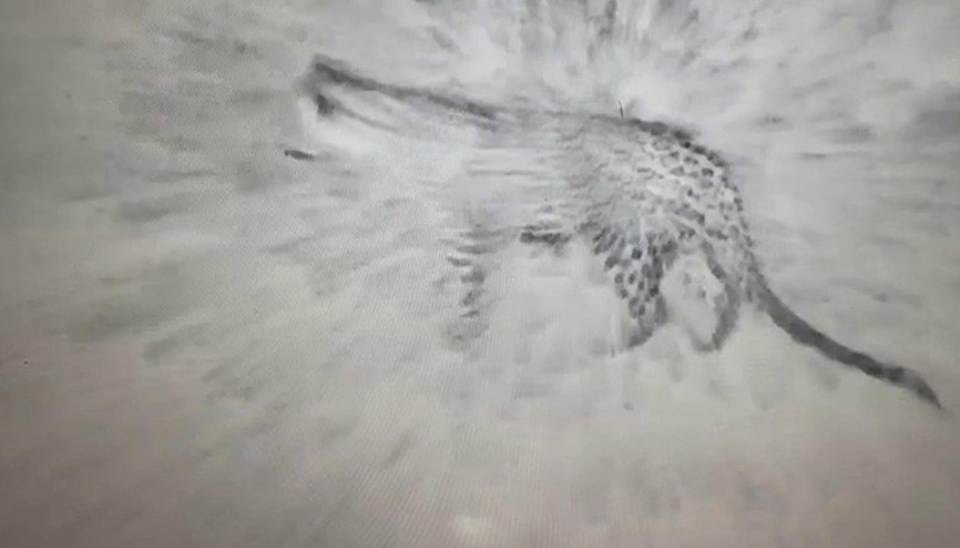 Iğdırda bir ay sonra yine leopar görüntülendi