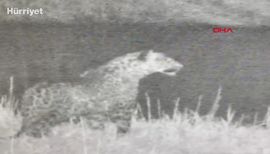 Iğdırda yine leopar görüntülendi