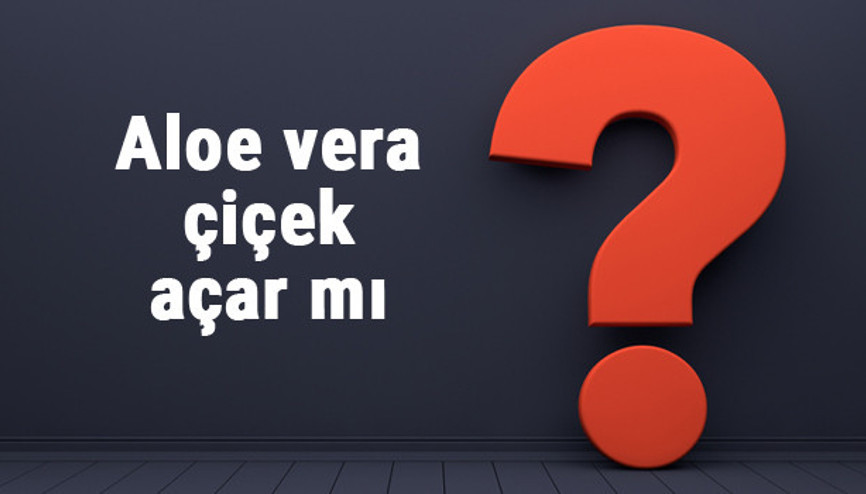 Aloe vera çiçek açar mı ya da neden açmaz