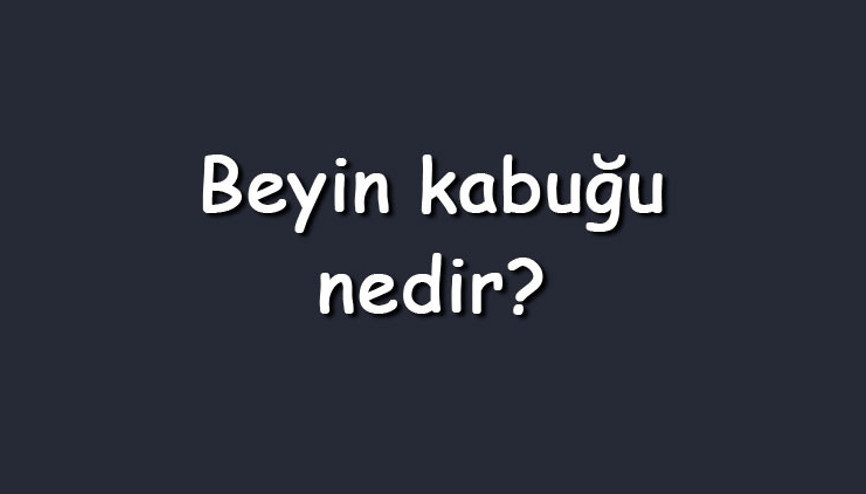 Beyin kabuğu nedir Beyin kabuğunun görevleri, yapısı ve özellikleri