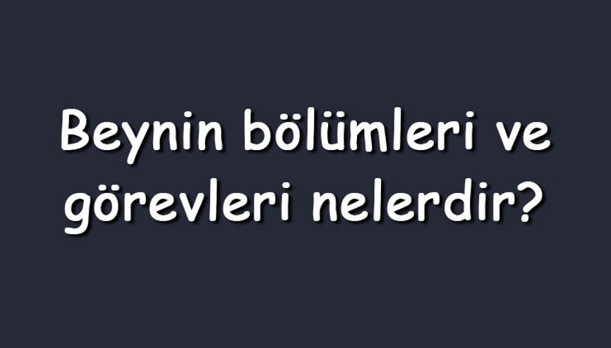Beynin bölümleri ve görevleri nelerdir Beynin bölümlerinin fonksiyonları Beynin bölümleri ve görevleri nelerdir Beynin bölümlerinin fonksiyonları
