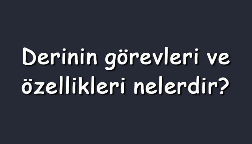 Derinin görevleri ve özellikleri nelerdir Derinin katmanları ve yapısı Derinin görevleri ve özellikleri nelerdir Derinin katmanları ve yapısı