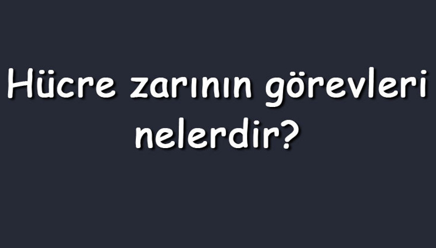 Hücre zarının görevleri nelerdir Hücre zarının özellikleri ve zara özgünlük sağlayan moleküller Hücre zarının görevleri nelerdir Hücre zarının özellikleri ve zara özgünlük sağlayan moleküller