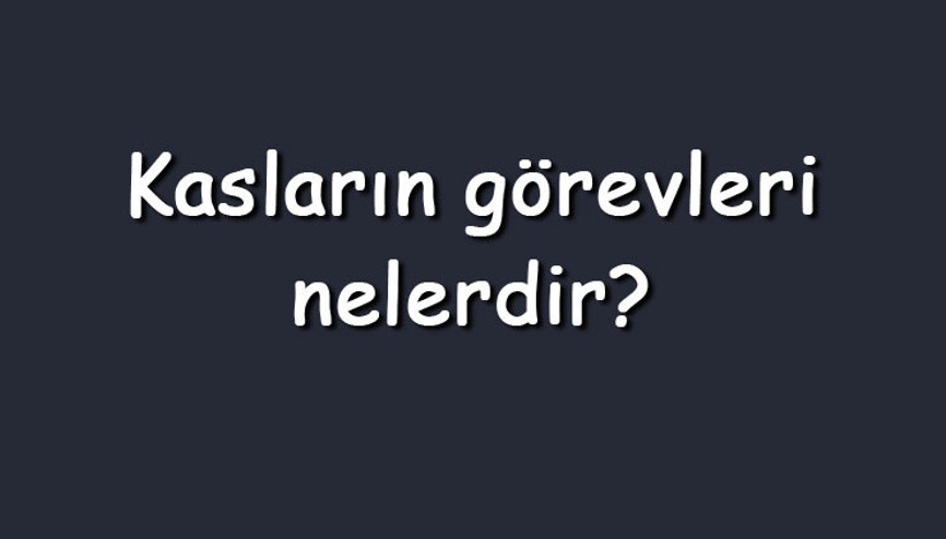Kasların görevleri nelerdir Vücuttaki kasların çeşitleri, özellikleri ve işlevleri