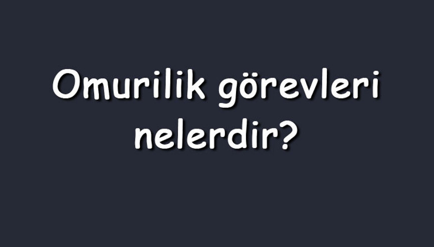 Omurilik görevleri nelerdir Vücutta omuriliğin işlevleri ve kontrol ettiği refleksler
